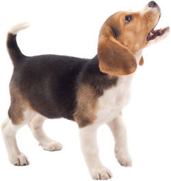 happy dog at uwashdoggie pet wash in santa clarita