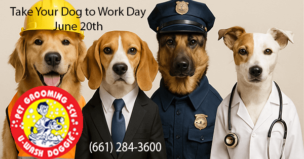 Paws at Work: Celebrating National Take Your Dog to Work Day with U-Wash Doggie-SCV