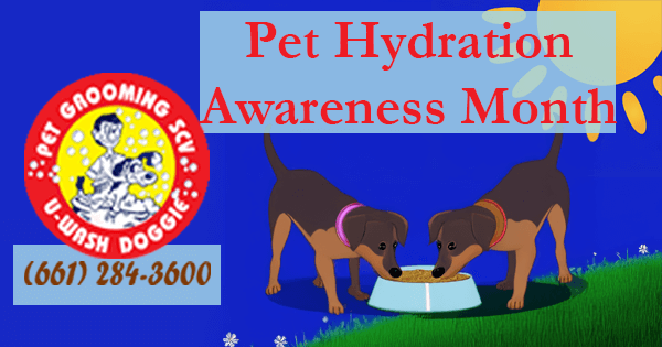 Stay Cool, Stay Safe: Looking Ahead, July is Pet Hydration Awareness Month! SCV
