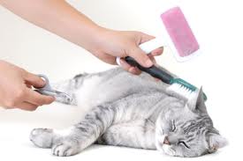 Professional Grooming Cat