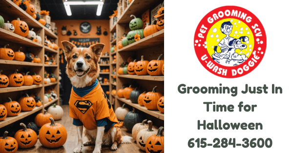 To Costume or Not to Costume? 🎃 The Ultimate Guide to Dressing Up Your Pet for Halloween