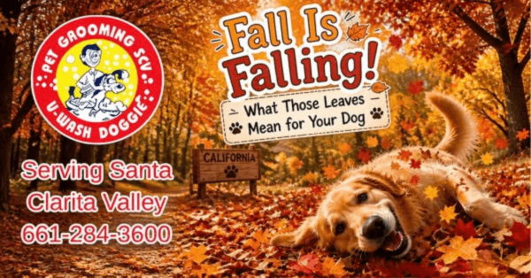 🍂 Fall Is Falling!  🐶