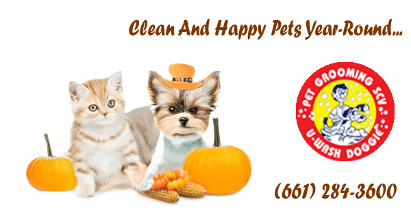 Get Your Pet Thanksgiving-Ready with U-Wash Doggie!