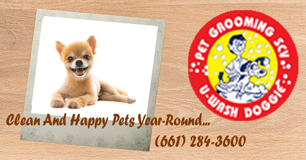 Clean Pup for World Photo Day-U-Wash Doggie-SCV