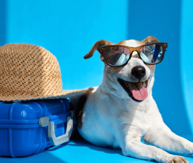 Summer Pet Grooming Tips – U Wash Doggie