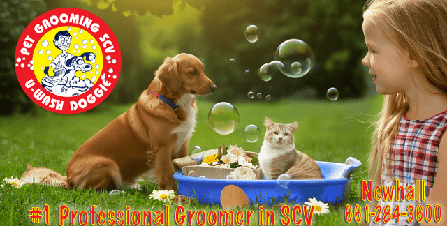 Welcome to June: Summer Fun for Your Furry Friends